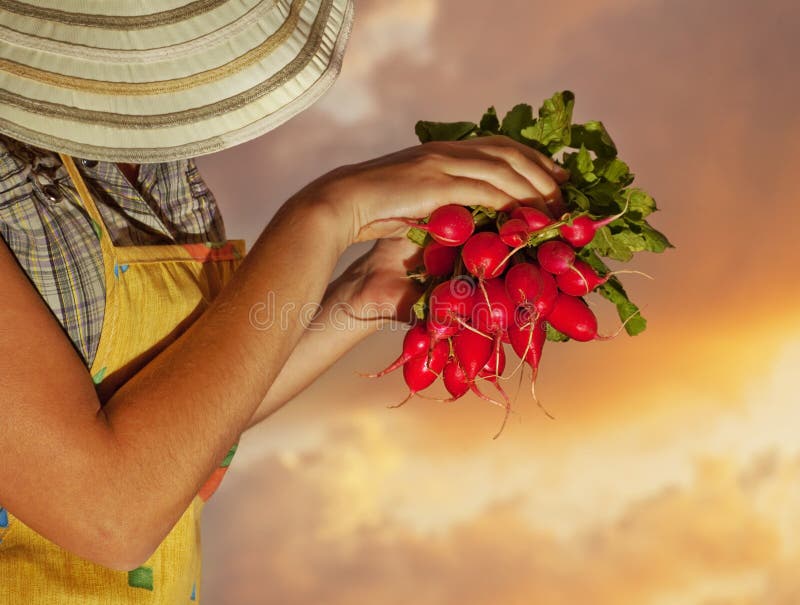 Jardinero feliz de la mujer mayor imágenes de archivo libres de regalías Jardinero feliz de la mujer mayor imágenes de archivo libres de regalías