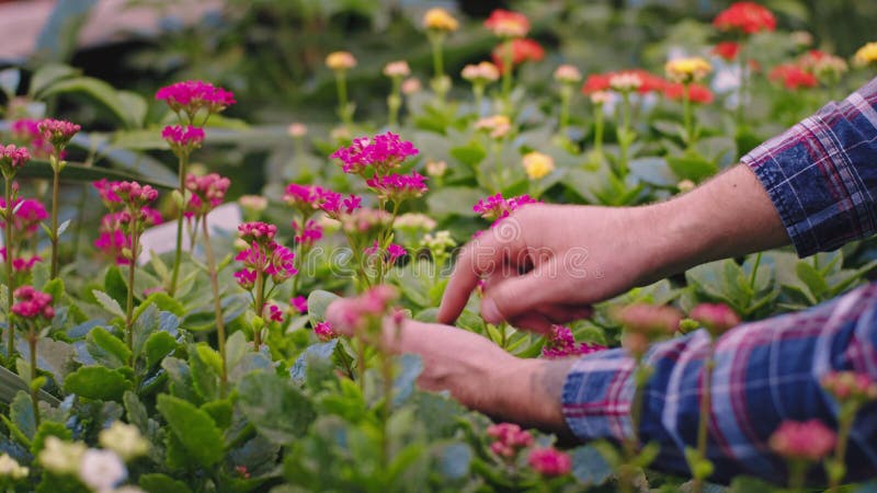Jardinero industrial de invernadero se encarga de cuidar después de una bella planta decorativa que revisó la condición de las pla