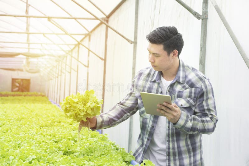 Jardines humanos orgÃ¡nicos asiÃ¡ticos revisando las raÃ­ces de las verduras de ensalada verde con tableta en la granja de viveros