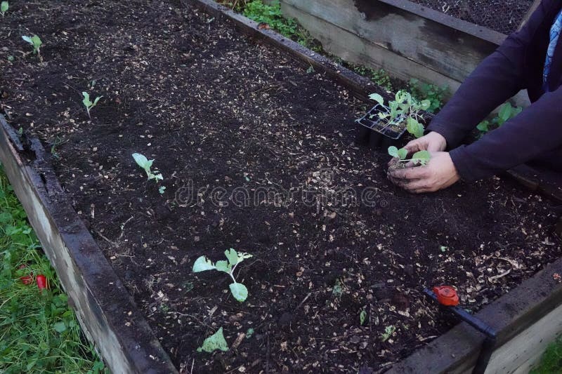 gardener plants cabbages in raised wooden bed. urban vegetable garden concept and home growing with young cabbage plants in vegetable garden. gardener plants cabbages in raised wooden bed. urban vegetable garden concept and home growing with young cabbage plants in vegetable garden