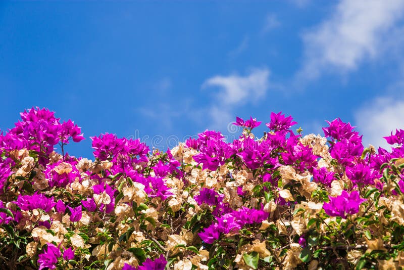 Jardins de florescência bonitos arbusto brilhante contra o céu buganvília brilhante da imagem imagem de stock Jardins de florescência bonitos arbusto brilhante contra o céu buganvília brilhante da imagem imagem de stock