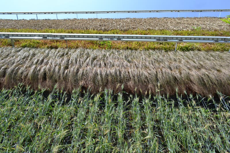 Jardins verticais ou campos verticais para o cultivo da planta do pavilhão de Israel da EXPO Milão 2015 foto de stock Jardins verticais ou campos verticais para o cultivo da planta do pavilhão de Israel da EXPO Milão 2015 foto de stock