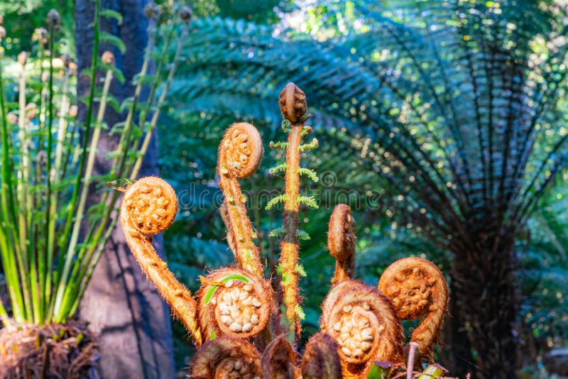 Jardín Botánico de Christchurch fotos de archivo libres de regalías