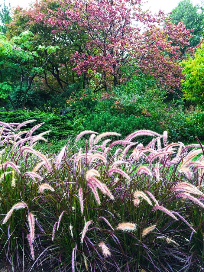 Jardín colorido con la hierba ornamental