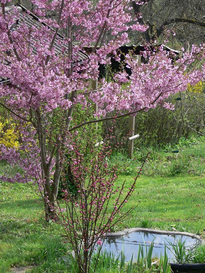 Jardín con la charca y el árbol floreciente foto de archivo
