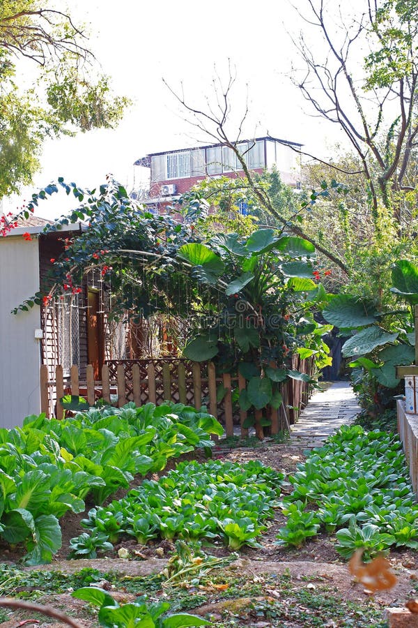 Fregadero De Cocina Que Desborda, Dren Estorbado Imagen de archivo