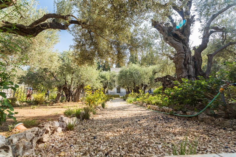 Monte de los olivos jerusalén