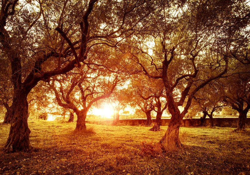 Jardín de los olivos fotografía de archivo