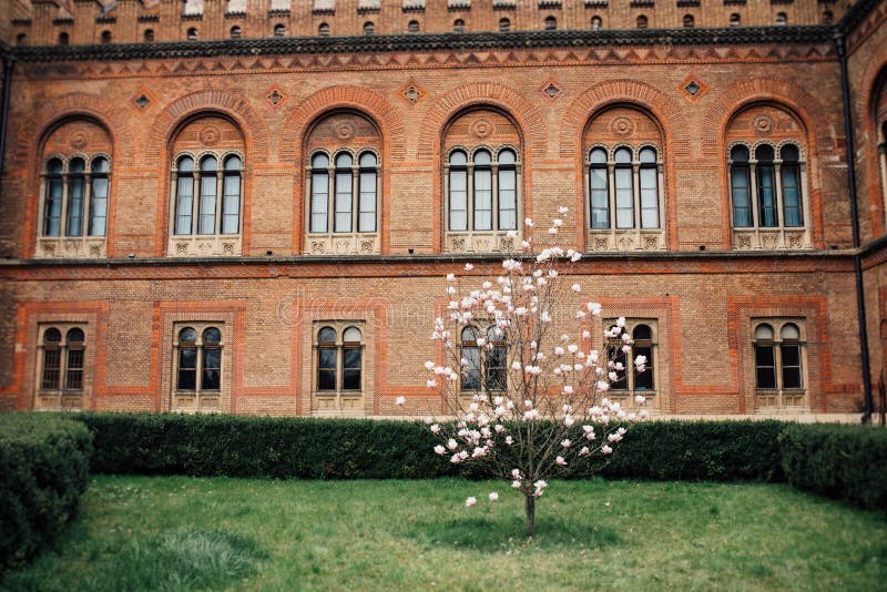 Jardín del campus universitario con el árbol de la magnolia fotografía de archivo Jardín del campus universitario con el árbol de la magnolia fotografía de archivo