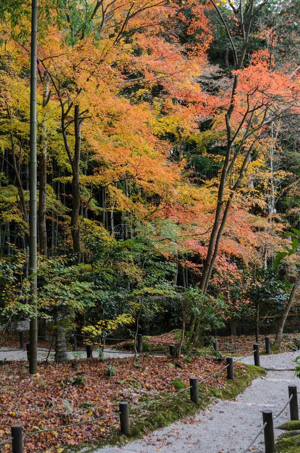 Jardín del follaje del arce del otoño en el templo de Enkoji en Kyoto, Japón fotos de archivo libres de regalías Jardín del follaje del arce del otoño en el templo de Enkoji en Kyoto, Japón fotos de archivo libres de regalías