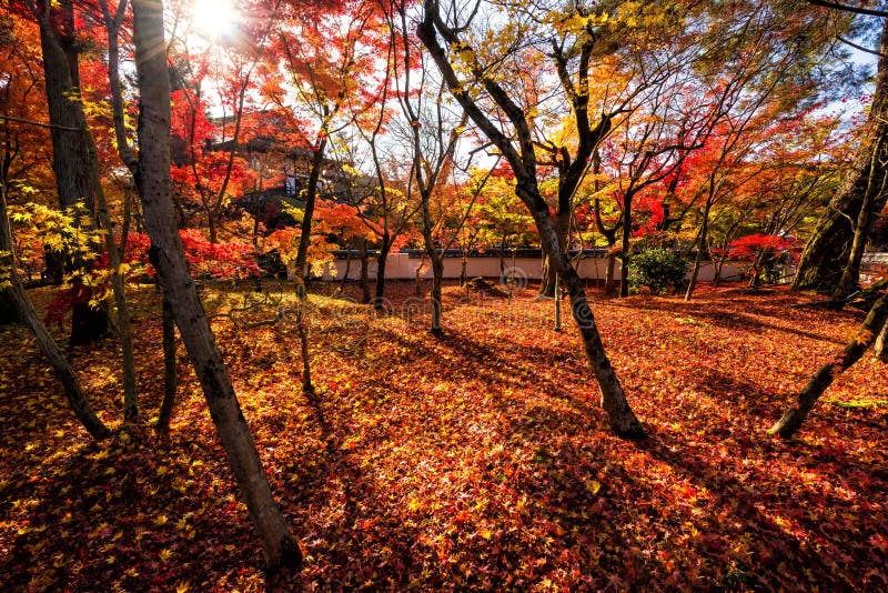 Jardín del otoño de Eikando con el rayo de sol, Kyoto