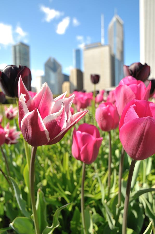 Pink and purple tulips in downtown Chicago garden with skyscrapers in the background. Pink and purple tulips in downtown Chicago garden with skyscrapers in the background.