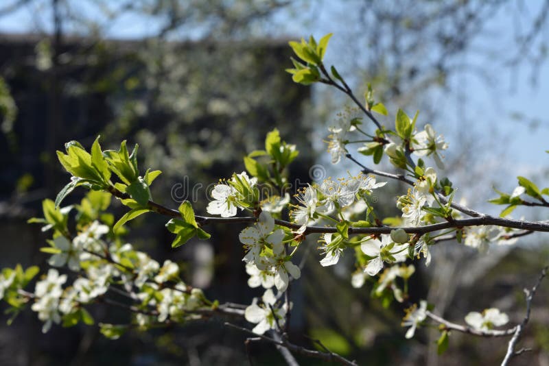 Jardín floreciente hermoso en campo en primavera Ramas con las flores blancas y las hojas verdes frescas del árbol de ciruelo fotografía de archivo libre de regalías Jardín floreciente hermoso en campo en primavera Ramas con las flores blancas y las hojas verdes frescas del árbol de ciruelo fotografía de archivo libre de regalías