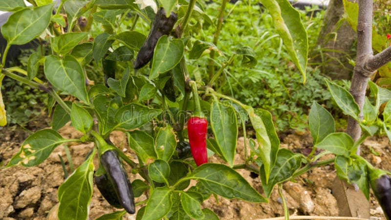 Jardín que controla verduras orgánicas en los jardines foto de archivo libre de regalías Jardín que controla verduras orgánicas en los jardines foto de archivo libre de regalías