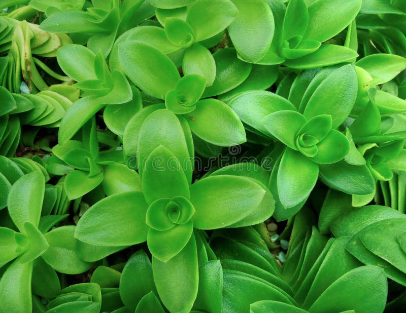 Suculento Fotos De Stock - Descarga 147,973 Fotos Libres de Derechos