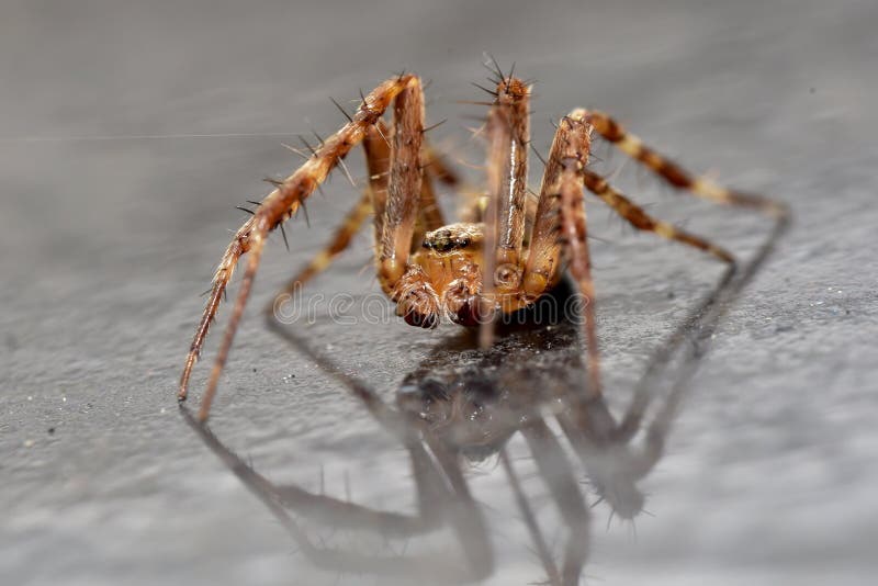 Jardín Wolf Spider con la reflexión imagen de archivo Jardín Wolf Spider con la reflexión imagen de archivo
