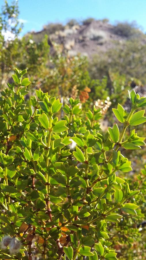 Jarilla Larrea Cuneifolia Foto de Stock Imagem de planta, original