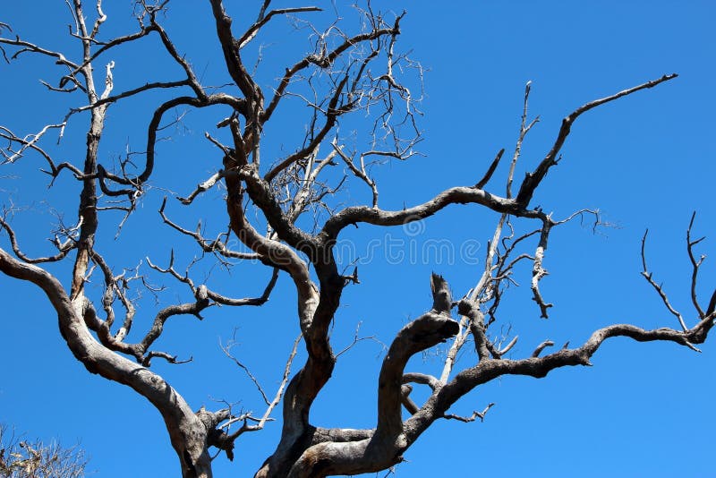 Jarrah Dieback in Gum Tree stock image. Image of bringing 26902373