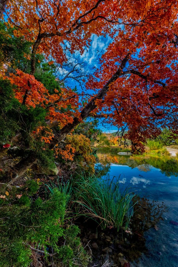 Jaskrawi Czerwoni liście Przegrany klonu stanu park, Teksas