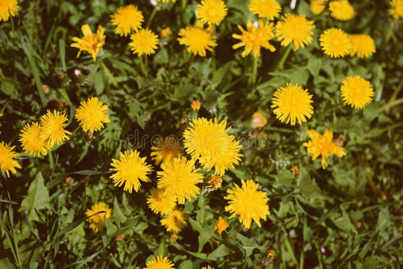 Jaskrawi żółci dandelions na zielonym gazonie na słonecznym dniu Retro styl tonuj?cy obrazy royalty free Jaskrawi żółci dandelions na zielonym gazonie na słonecznym dniu Retro styl tonuj?cy obrazy royalty free