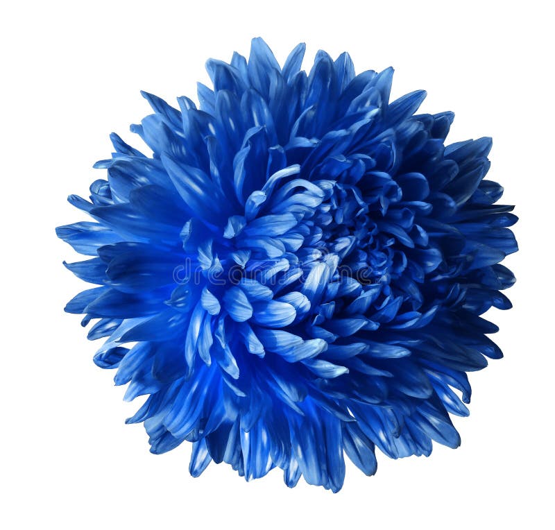 Jaskrawy błękitny asteru kwiat odizolowywający na białym tle z ścinek ścieżką Zbliżenie żadny cienie