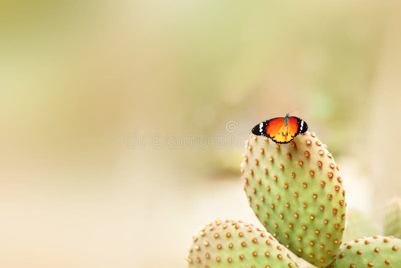 Jaskrawy motyl na kaktusie fotografia royalty free Jaskrawy motyl na kaktusie fotografia royalty free