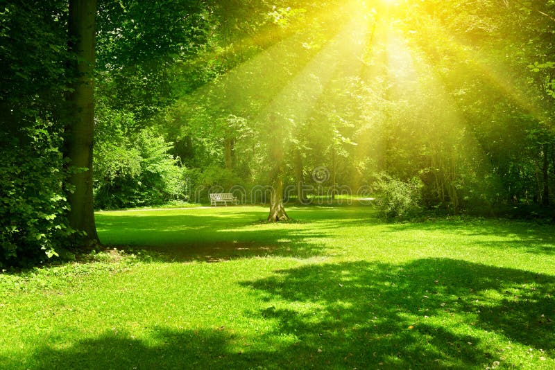 Jaskrawy słoneczny dzień w parku Słońce promienie iluminują zielonej trawy