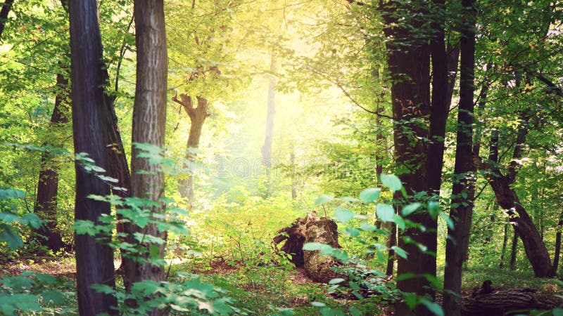 Jaskrawy światło słoneczne robi swój sposobowi przez gęstych gałąź z zielonym ulistnieniem, lasu krajobraz, magiczny las