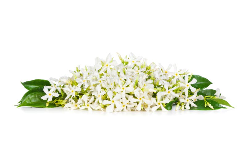Jasmijnbloemen stock fotografie Jasmijnbloemen stock fotografie