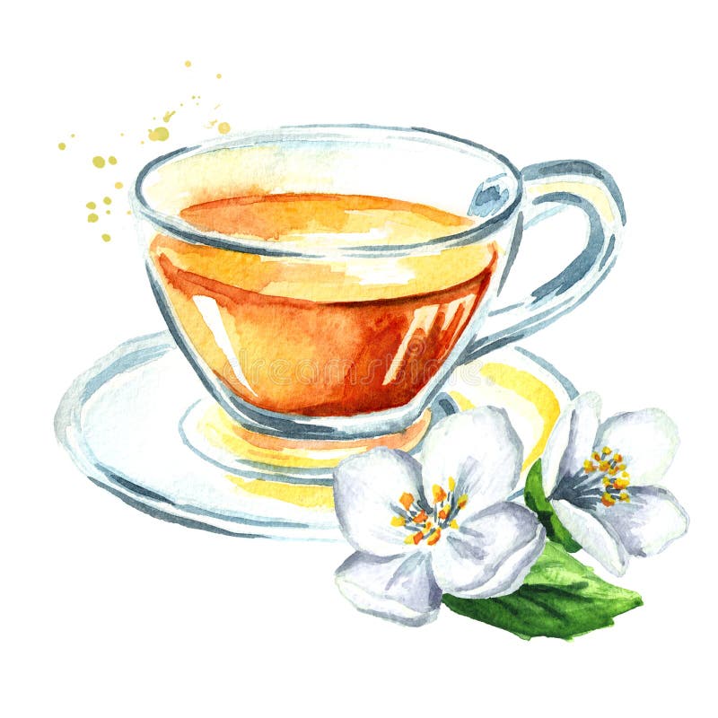 jasmijnthee en jasmijnbloemen Waterverfhand getrokken die illustratie, op witte achtergrond wordt geïsoleerd vector illustratie jasmijnthee en jasmijnbloemen Waterverfhand getrokken die illustratie, op witte achtergrond wordt geïsoleerd vector illustratie