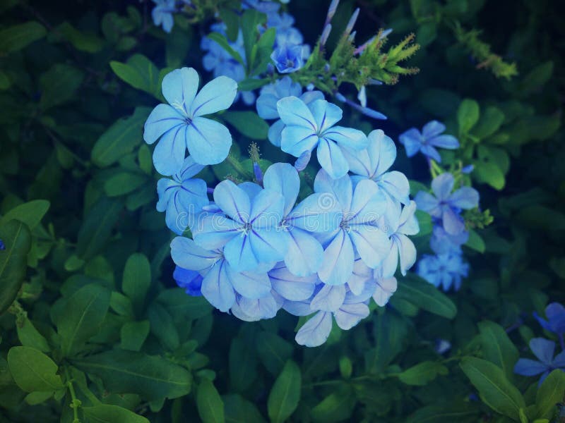 Jasmim Azul, Flor Bonita, Fundo Verde, Natureza Imagem de Stock - Imagem de  flor, beleza: 151606707