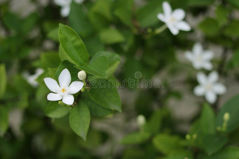 Jasmim De Noite Ou Flor Branca Pequena No Fundo Do Arbusto Do Borrão Imagem  de Stock - Imagem de noite, planta: 131921287
