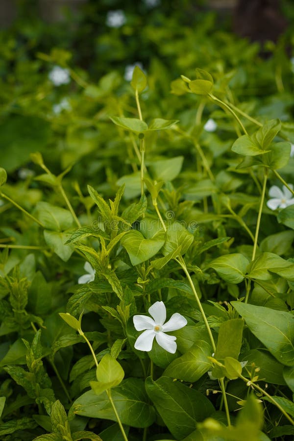 Fleur de thé ou thé sculpté jasmin et pois bleu