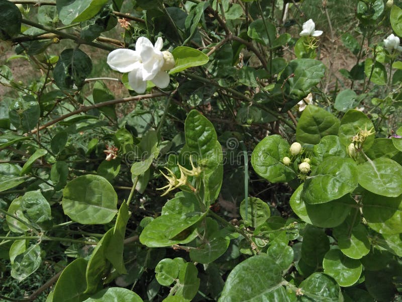 JASMIN-BEARBEITUNG lizenzfreies stockbild JASMIN-BEARBEITUNG lizenzfreies stockbild
