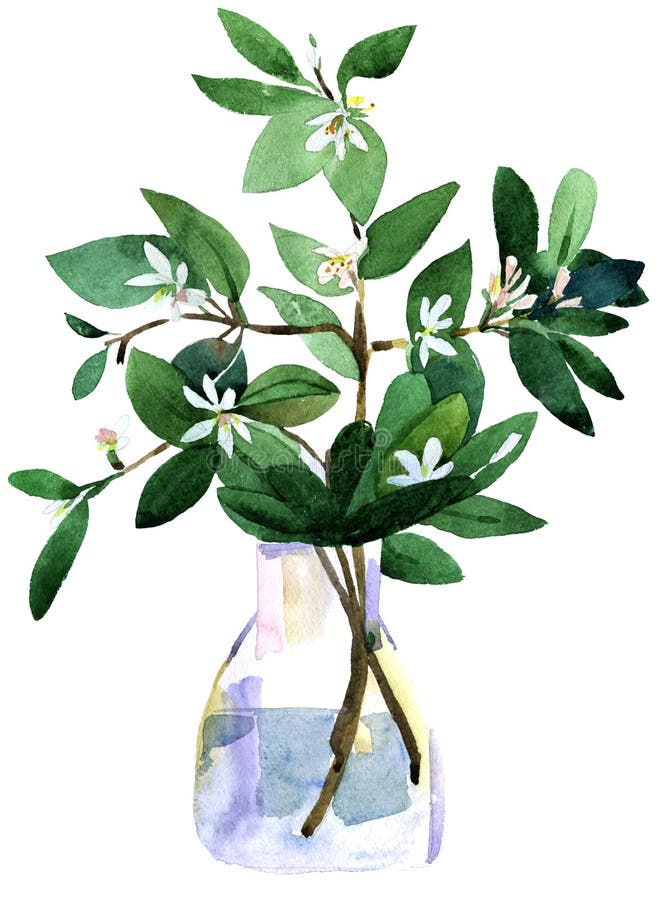 Jasmin in a vase