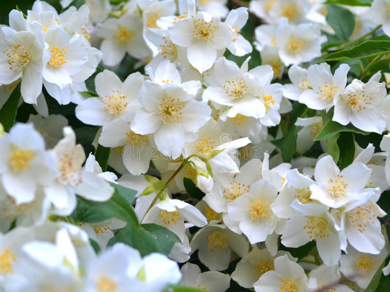 Jasmin, wedding surface background. Spring blossom background. White jasmine. Summer nature. Sakura blossom flower