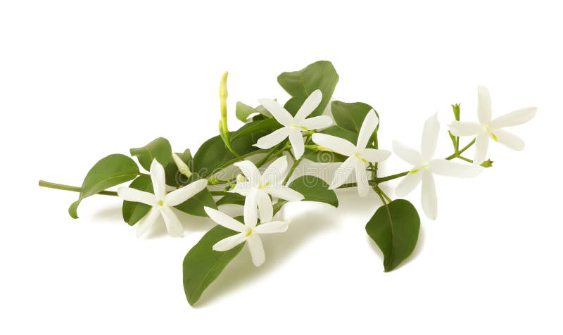 Jasmine flowers on branch isolated on white. Jasmine flowers on branch isolated on white