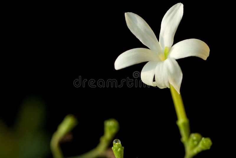 Jasminblumennahaufnahme lizenzfreie stockfotos Jasminblumennahaufnahme lizenzfreie stockfotos