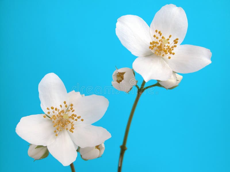 Blanco flores de jazmín sin hojas.
