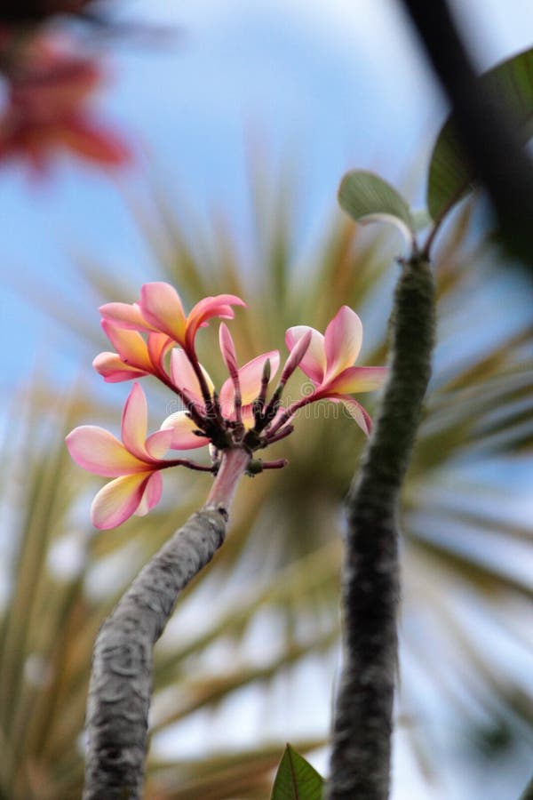 Jasmine Beautiful Scented Bastate Flower Stock Image Image of rosy