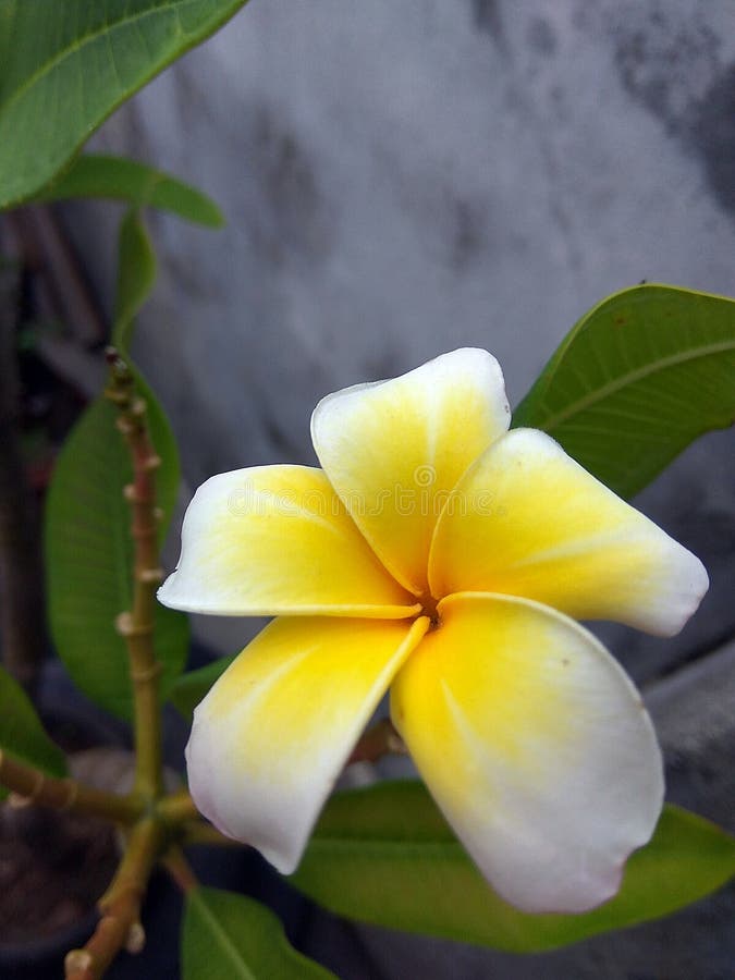 Jasmine Bloom stock image. Image of bright, early, dairies 95155173