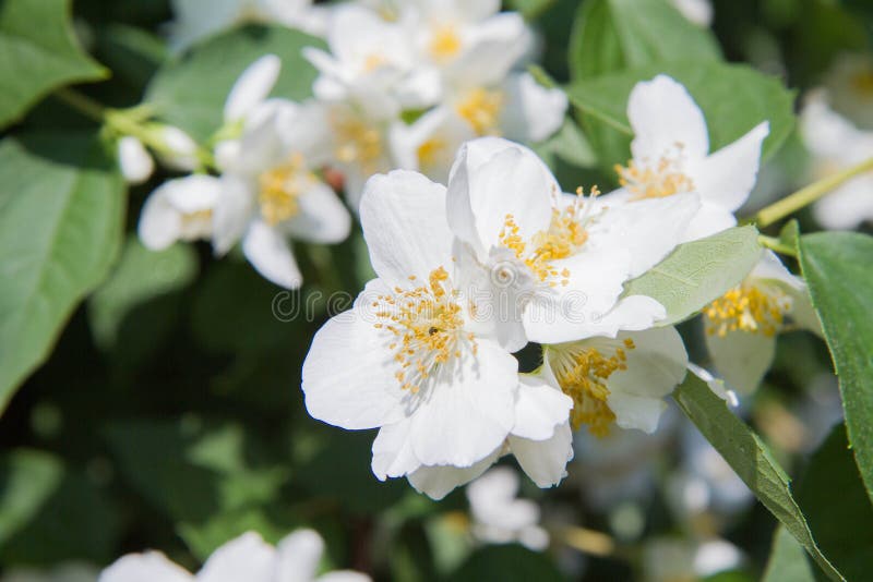 Jasmine blooming stock photo. Image of jasminum, nature 120174728