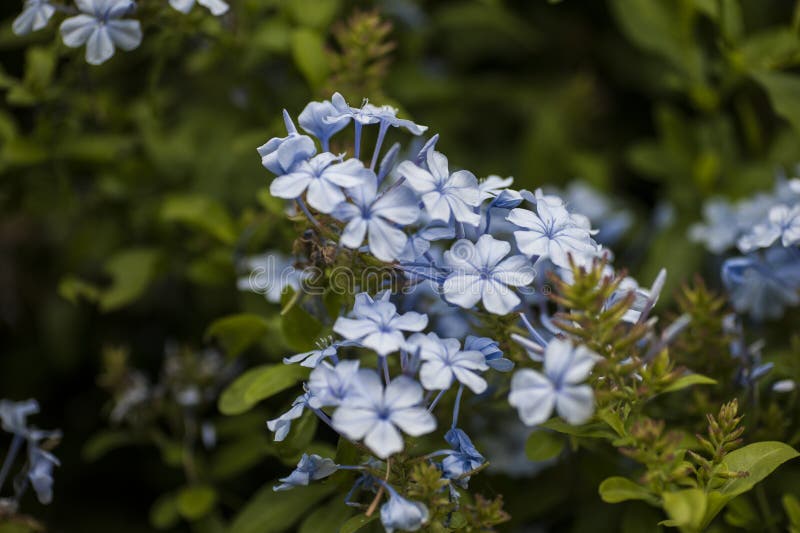 Blue Jasmines Picture. Image 142358917