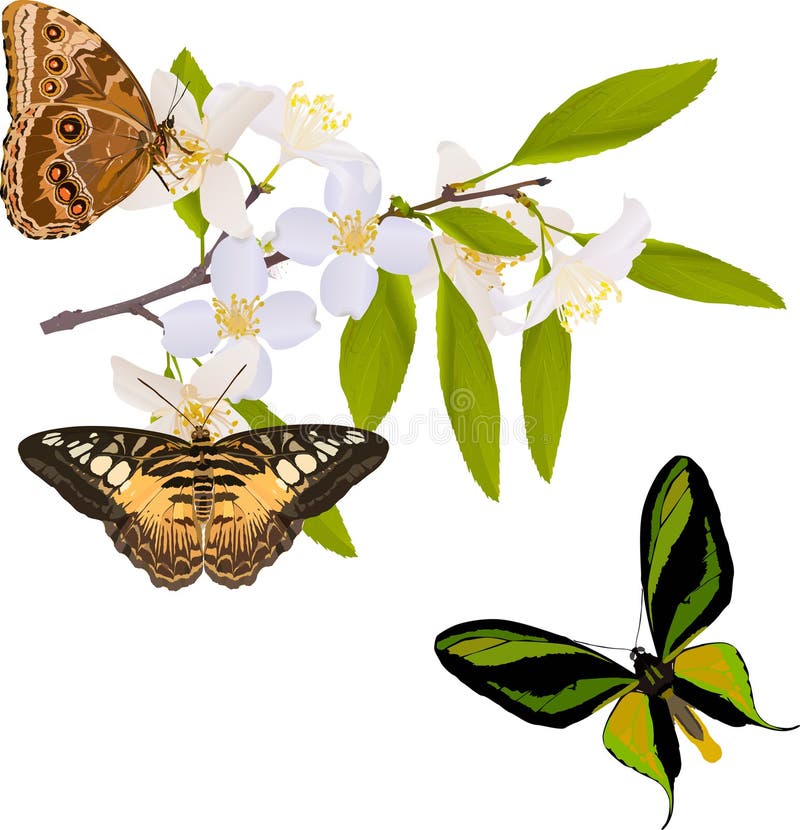 Jasmine branch with three big butterflies