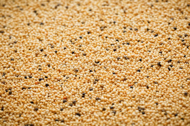 Jasmine Brown Rice Closeup. Organic Grain Texture Stock Photo Image