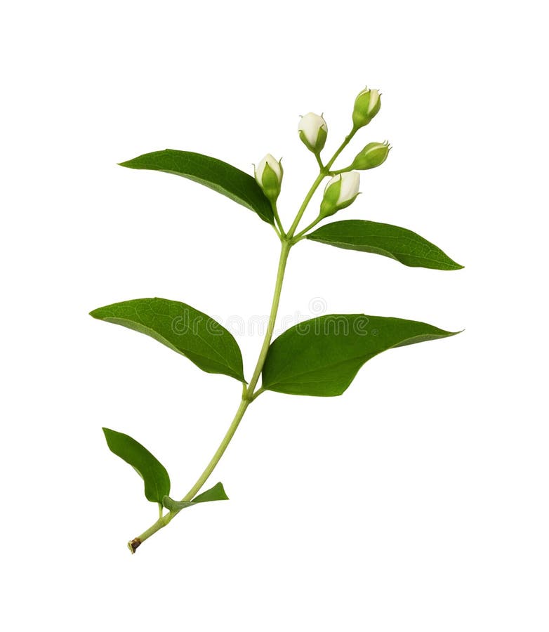 Jasmine Buds and Leaves Isolated Stock Image Image of nature