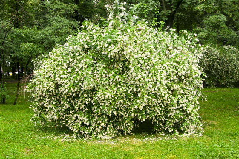 Jasmine bush stock photo. Image of white, leaf, blossom 56032314