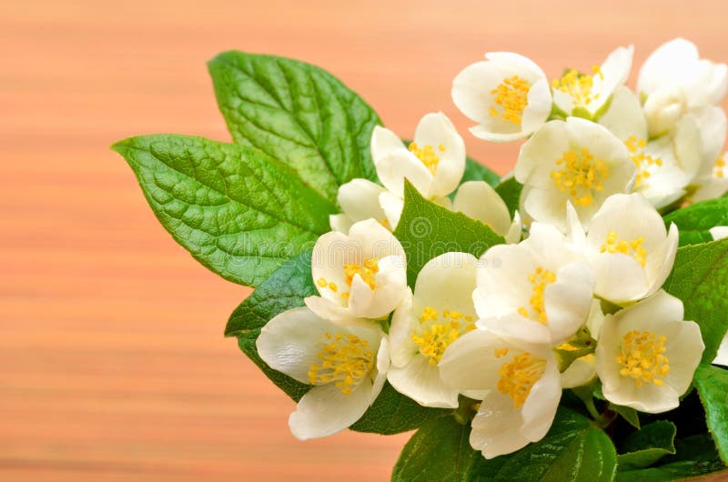 13,133 Jasmine Flower Decoration Stock Photos Free & RoyaltyFree