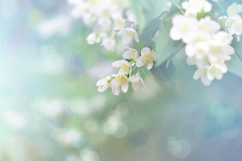 Jasmine flower, branch of beautiful jasmine flowers