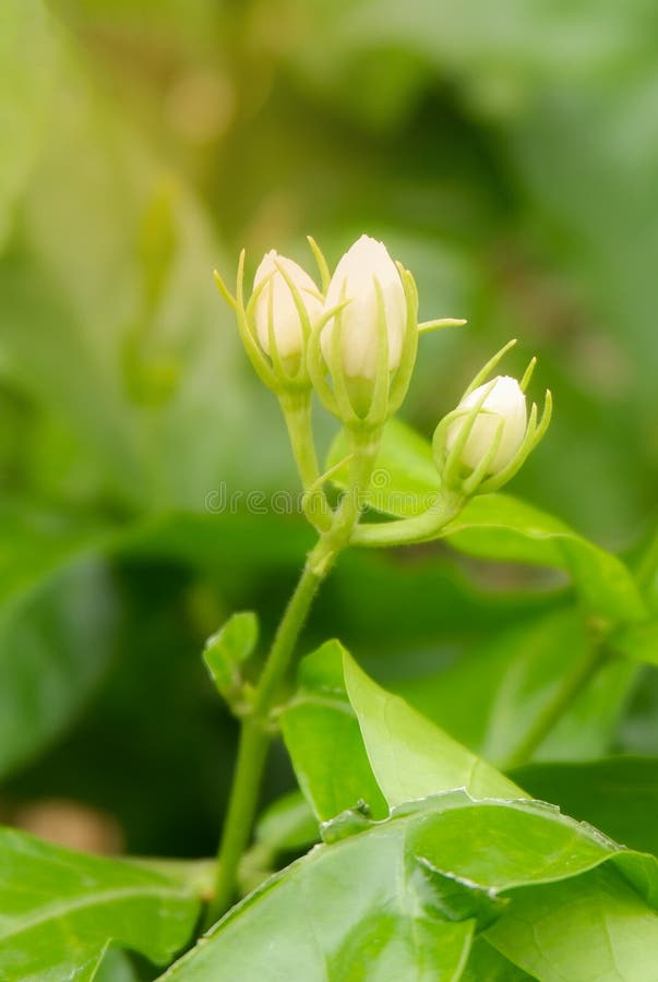 Jasmine Flower Bud Stock Photos Download 5,860 Royalty Free Photos